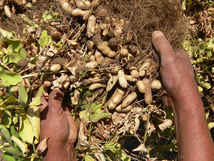 Fogo : Cabea Monte : mancara : Nature PlantsCabo Verde Foto Gallery