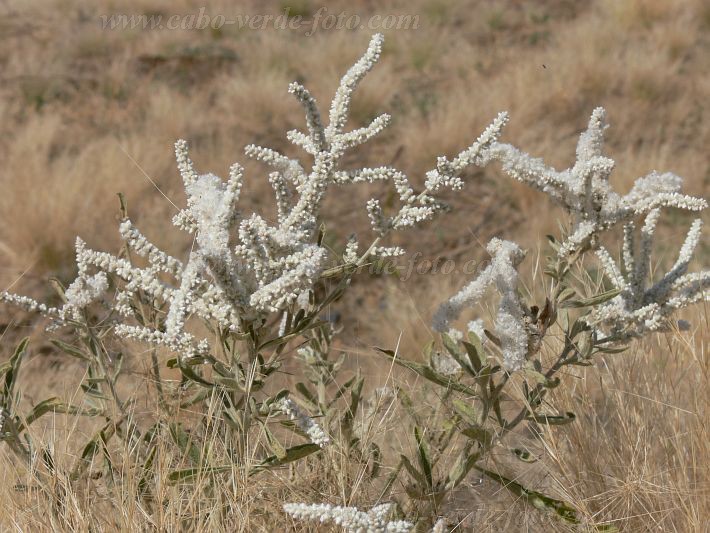 Fogo : Forno : florzinha : Nature PlantsCabo Verde Foto Gallery