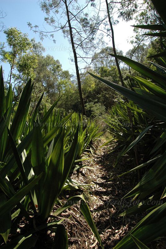 Fogo : Monte Velha : circito turstico : Landscape ForestCabo Verde Foto Gallery