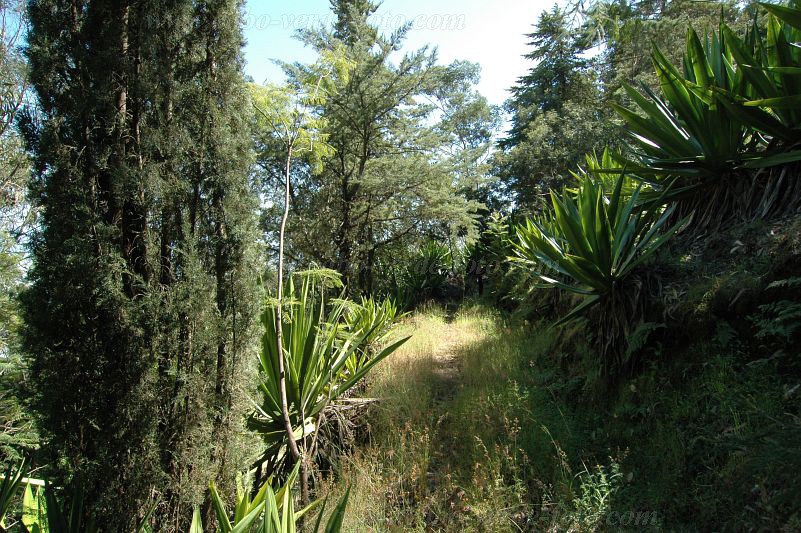 Fogo : Monte Velha : hiking trail : Landscape ForestCabo Verde Foto Gallery