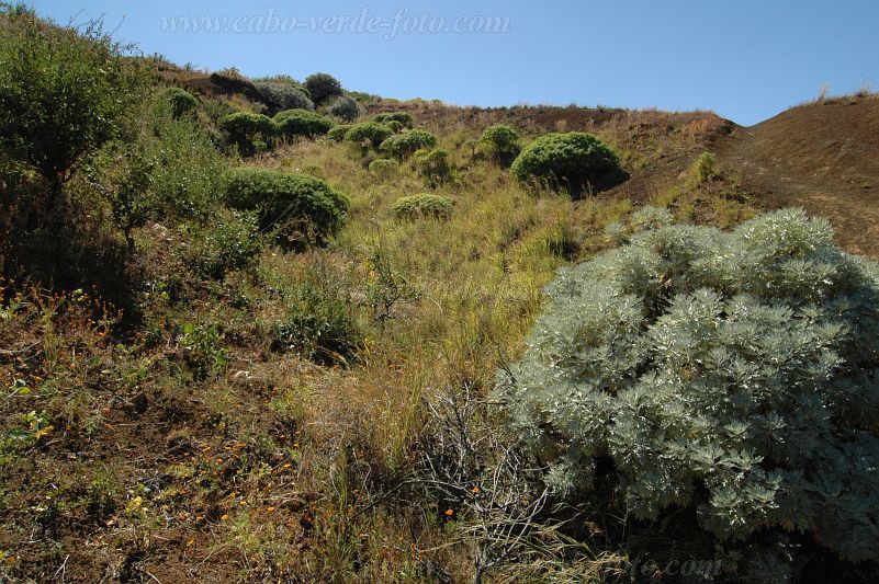 Fogo : Montinho : Losna - Artemisia gorgonum  / Tortolho - Euphorbia tuckeyana : Nature PlantsCabo Verde Foto Gallery