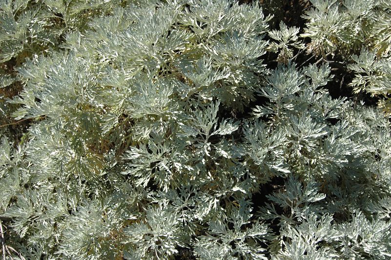 Fogo : Montinho : planta endmica : Nature PlantsCabo Verde Foto Gallery