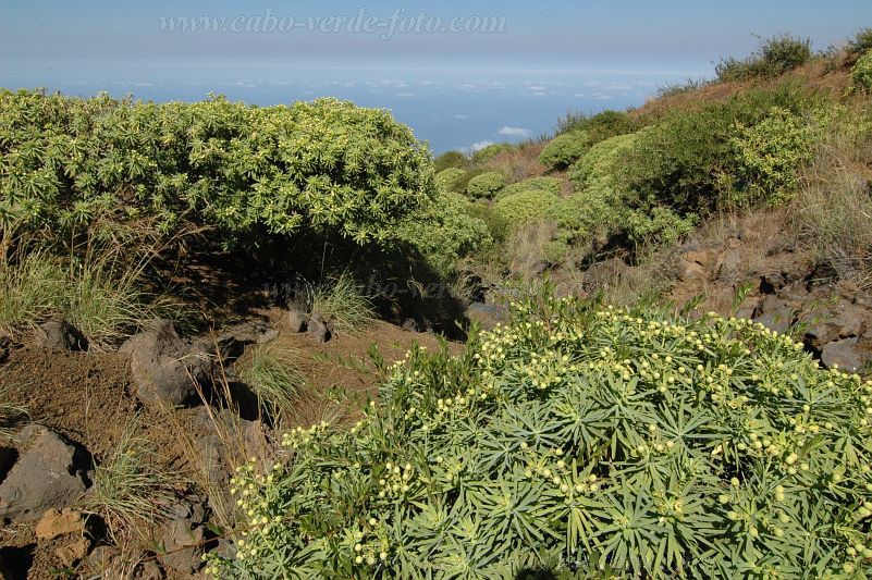 Fogo : Montinho : Tortolho euphorbia tuckeyana : Nature PlantsCabo Verde Foto Gallery