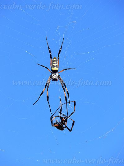 Insel: Brava  Wanderweg:  Ort: Vila Nova Sintra Motiv: Spinne Motivgruppe: Nature Animals © Pitt Reitmaier www.Cabo-Verde-Foto.com