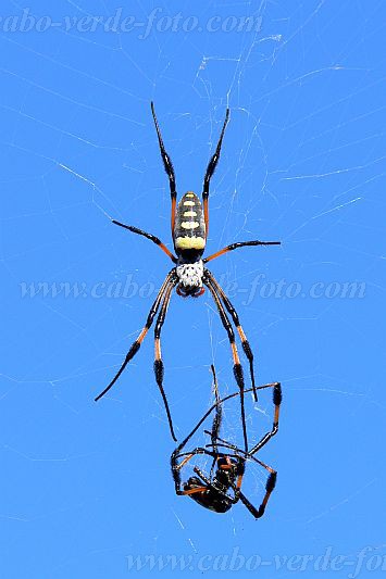 Insel: Brava  Wanderweg:  Ort: Vila Nova Sintra Motiv: Spinne Motivgruppe: Nature Animals © Pitt Reitmaier www.Cabo-Verde-Foto.com