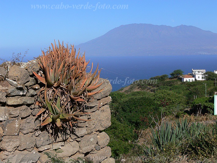 Brava : Santa Barbara : aloe : Nature PlantsCabo Verde Foto Gallery