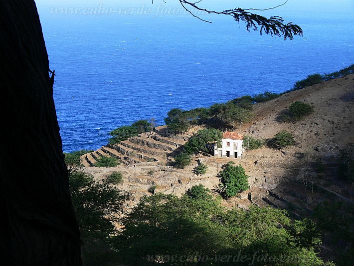 Brava : Vinagre : farm : Landscape AgricultureCabo Verde Foto Gallery