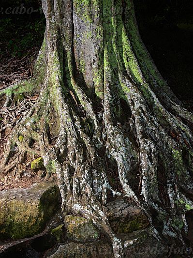 Brava : Joo de Nole : raz : Nature PlantsCabo Verde Foto Gallery