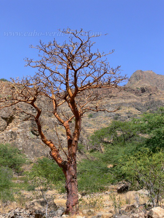 Brava : Ribeira Ferreiros : tree : Nature PlantsCabo Verde Foto Gallery