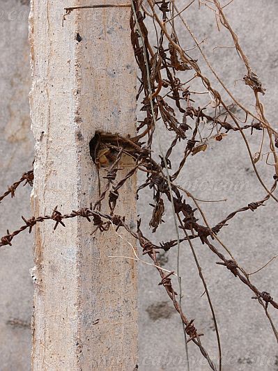 Santiago : Tarrafal : campo de concentrao : Technology ArchitectureCabo Verde Foto Gallery