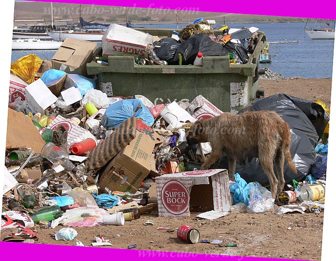 Sal : Palmeira : litter dog : Nature AnimalsCabo Verde Foto Gallery