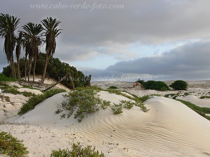 Boa Vista : Floresta Clotilde : dune : LandscapeCabo Verde Foto Gallery