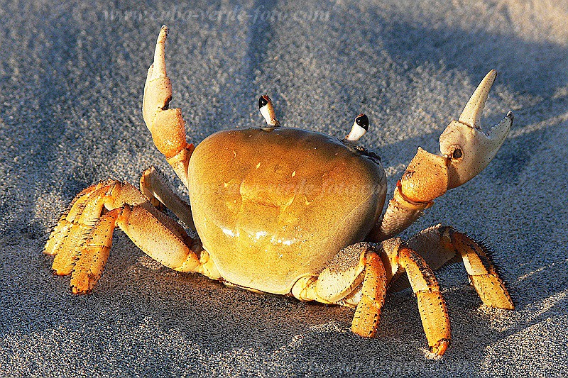 Boa Vista : Vila Sal Rei : african rainbow crab : Nature AnimalsCabo Verde Foto Gallery