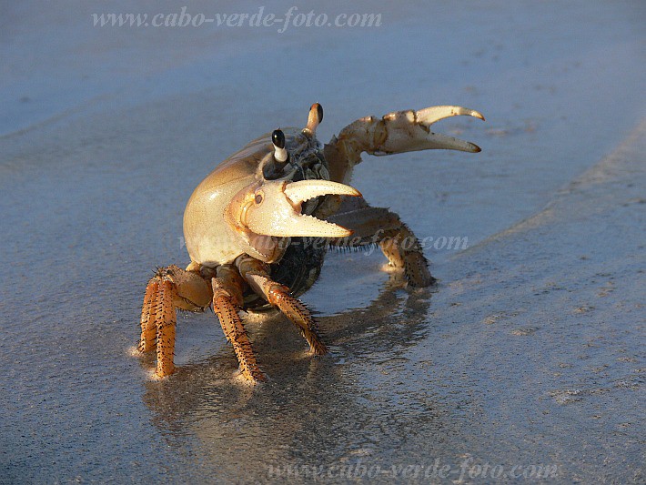 Insel: Boa Vista  Wanderweg:  Ort: Vila Sal Rei Motiv: Harlekinkrabbe Motivgruppe: Nature Animals © Pitt Reitmaier www.Cabo-Verde-Foto.com