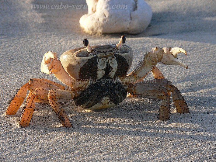 Insel: Boa Vista  Wanderweg:  Ort: Vila Sal Rei Motiv: Harlekinkrabbe Motivgruppe: Nature Animals © Pitt Reitmaier www.Cabo-Verde-Foto.com