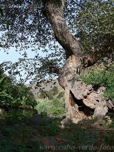 Santiago : Tabugal : tree : Landscape AgricultureCabo Verde Foto Gallery