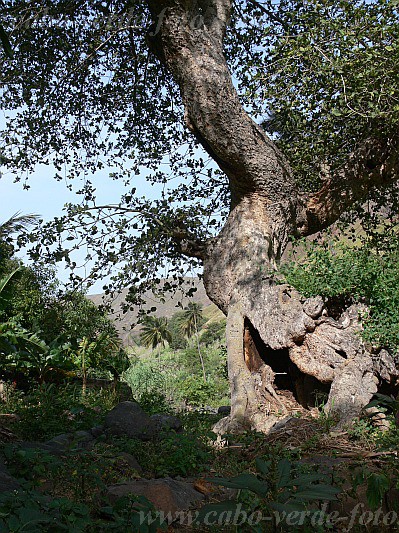 Insel: Santiago  Wanderweg:  Ort: Tabugal Motiv: Baum Motivgruppe: Landscape Agriculture © Pitt Reitmaier www.Cabo-Verde-Foto.com