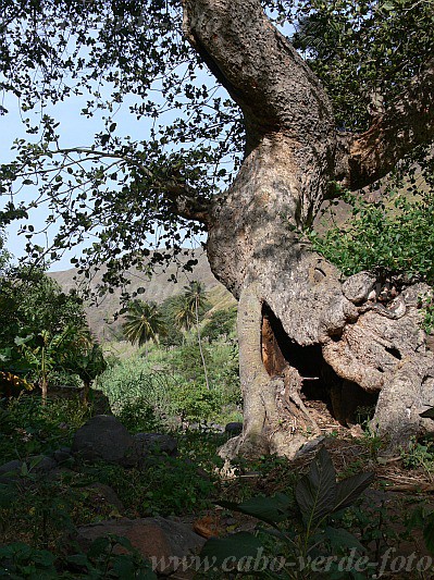 Santiago : Tabugal : tree : Landscape AgricultureCabo Verde Foto Gallery