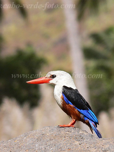 Insel: Santiago  Wanderweg:  Ort: Tabugal Motiv: Eisvogel Graukopfliest Motivgruppe: Nature Animals © Pitt Reitmaier www.Cabo-Verde-Foto.com