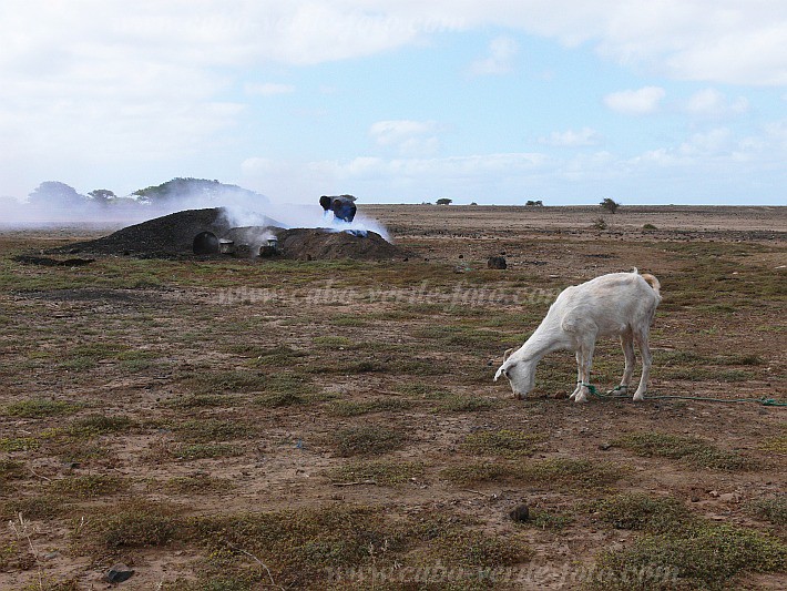 Maio : Morinho : charcoal : Technology EnergyCabo Verde Foto Gallery