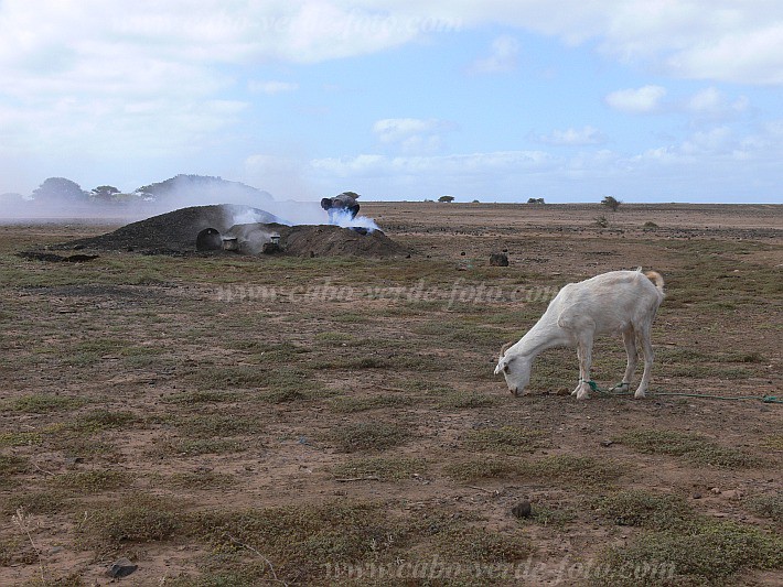 Maio : Morinho : charcoal : Technology EnergyCabo Verde Foto Gallery