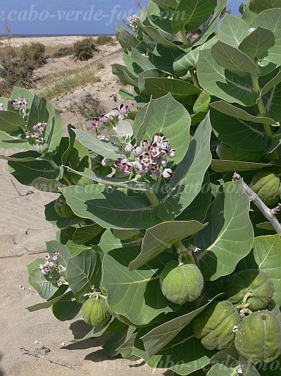 Maio : Calhetinha : bombardeira : Nature PlantsCabo Verde Foto Gallery