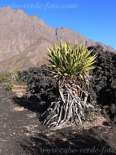 Fogo : Ch das Caldeiras : plant : Nature PlantsCabo Verde Foto Gallery