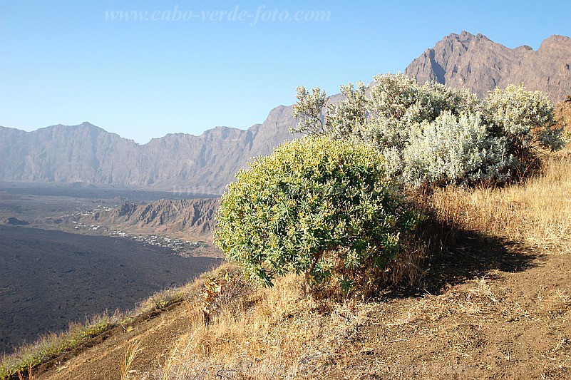 Fogo : Bordeira Monte Gomes : losna e tortolho : Nature PlantsCabo Verde Foto Gallery