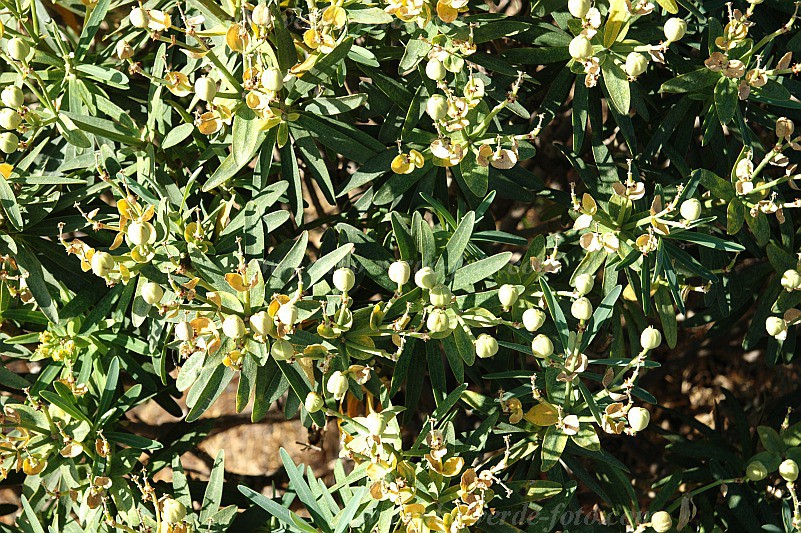 Fogo : Bordeira Monte Gomes : tortolho : Nature PlantsCabo Verde Foto Gallery