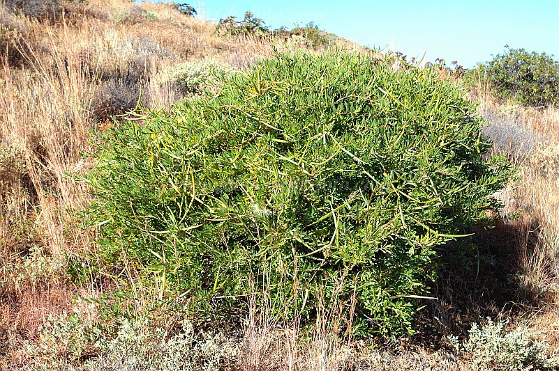 Fogo : Bordeira Monte Gomes : lantisco : Nature PlantsCabo Verde Foto Gallery