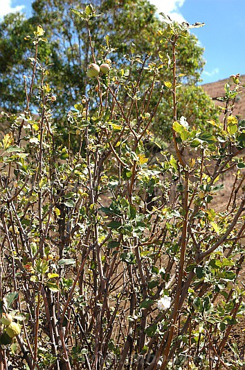 Fogo : Bordeira Monte Gomes : ma : Nature PlantsCabo Verde Foto Gallery