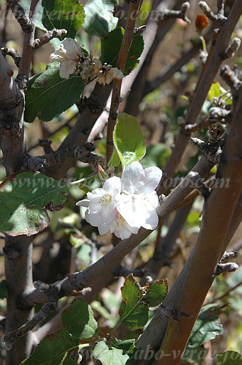 Fogo : Bordeira Monte Gomes : ma : Nature PlantsCabo Verde Foto Gallery