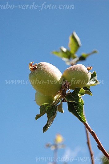 Fogo : Bordeira Monte Gomes : ma : Nature PlantsCabo Verde Foto Gallery