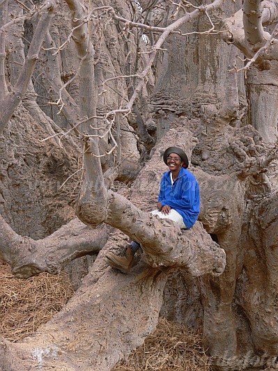 Fogo : Monte Tabor : Baobab calabaceira : People RecreationCabo Verde Foto Gallery