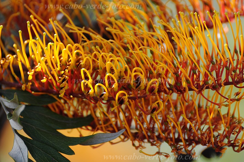 Insel: Santo Anto  Wanderweg:  Ort: Lagoa Motiv: Grevillea Australische Silbereiche Motivgruppe: Nature Plants © Pitt Reitmaier www.Cabo-Verde-Foto.com