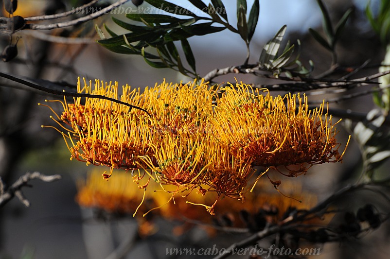 Insel: Santo Anto  Wanderweg:  Ort: Lagoa Motiv: Grevillea Australische Silbereiche Motivgruppe: Nature Plants © Pitt Reitmaier www.Cabo-Verde-Foto.com