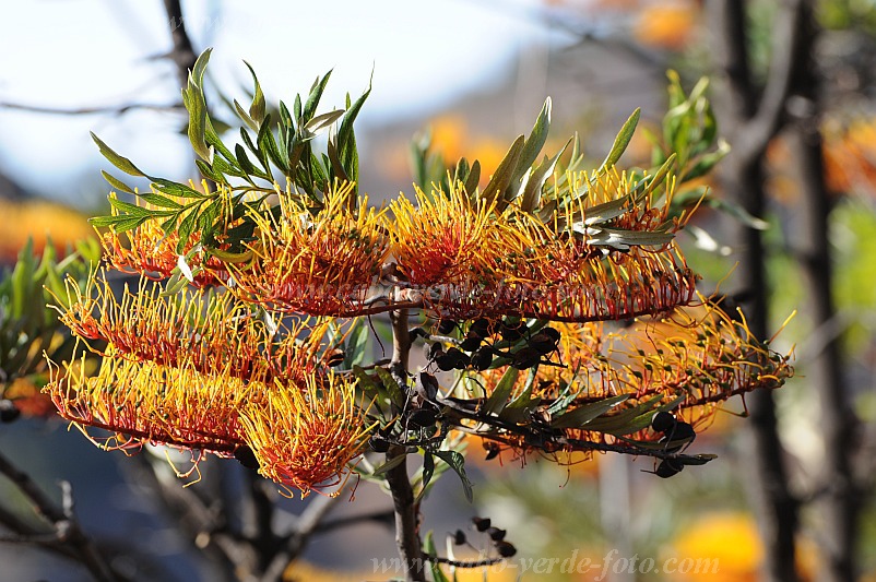 Insel: Santo Anto  Wanderweg:  Ort: Lagoa Motiv: Grevillea Australische Silbereiche Motivgruppe: Nature Plants © Pitt Reitmaier www.Cabo-Verde-Foto.com