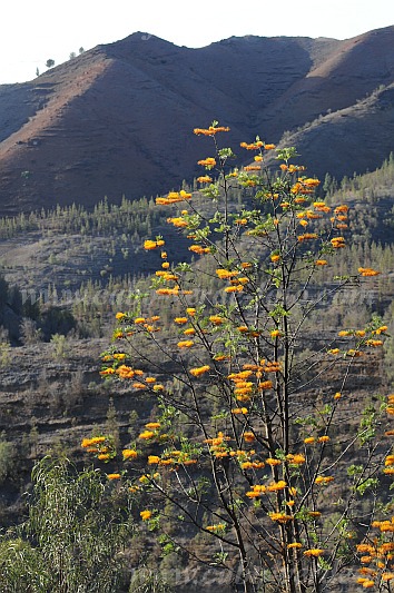 Insel: Santo Anto  Wanderweg:  Ort: Lagoa Motiv: Grevillea Australische Silbereiche Motivgruppe: Nature Plants © Pitt Reitmaier www.Cabo-Verde-Foto.com
