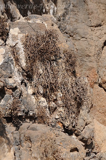 Insel: So Vicente  Wanderweg:  Ort: Santa Luzia da Terra Motiv: Frberflechte Rocella Motivgruppe: Nature Plants © Pitt Reitmaier www.Cabo-Verde-Foto.com