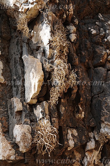 Insel: So Vicente  Wanderweg:  Ort: Santa Luzia da Terra Motiv: Frberflechte Rocella Motivgruppe: Nature Plants © Pitt Reitmaier www.Cabo-Verde-Foto.com