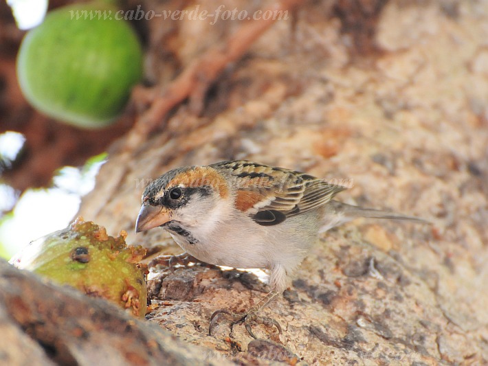 So Vicente : Santa Luzia da Terra : Cape Verde sparrow : Nature AnimalsCabo Verde Foto Gallery