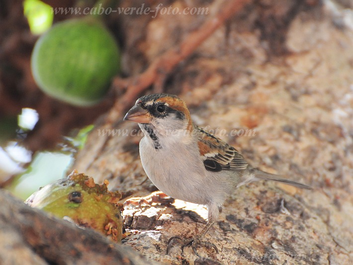 So Vicente : Santa Luzia da Terra : Cape Verde sparrow : Nature AnimalsCabo Verde Foto Gallery