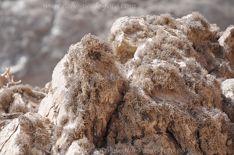 So Vicente : Santa Luzia da Terra : roccella lichen : Nature PlantsCabo Verde Foto Gallery