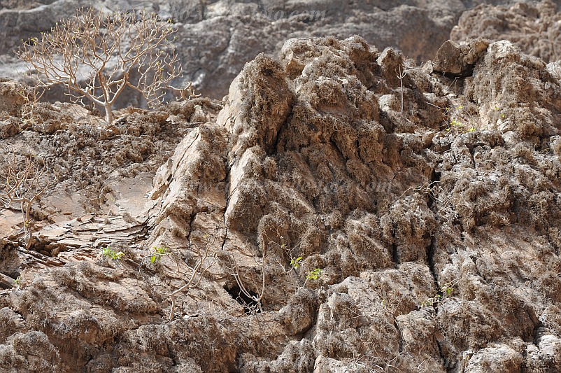 Insel: So Vicente  Wanderweg:  Ort: Santa Luzia da Terra Motiv: Frberflechte Rocella Motivgruppe: Nature Plants © Pitt Reitmaier www.Cabo-Verde-Foto.com