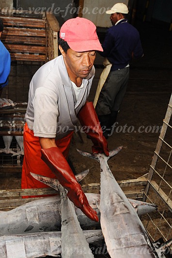 Insel: So Vicente  Wanderweg:  Ort: Mindelo Interbase Motiv: Khlhaus Fisch Motivgruppe: People Work © Pitt Reitmaier www.Cabo-Verde-Foto.com