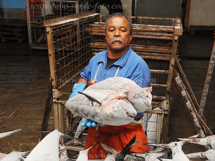 Insel: So Vicente  Wanderweg:  Ort: Mindelo Interbase Motiv: Khlhaus Fisch Motivgruppe: People Work © Pitt Reitmaier www.Cabo-Verde-Foto.com