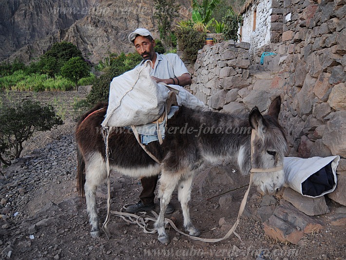 Insel: Santo Anto  Wanderweg: 309 Ort: Caetano Bordeira de Norte Motiv: Esel Motivgruppe: Technology Transport © Pitt Reitmaier www.Cabo-Verde-Foto.com