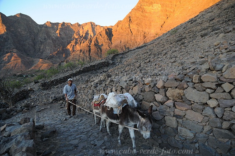 Insel: Santo Anto  Wanderweg: 309 Ort: Caetano Bordeira de Norte Motiv: Wanderweg Esel Motivgruppe: Landscape Mountain © Pitt Reitmaier www.Cabo-Verde-Foto.com