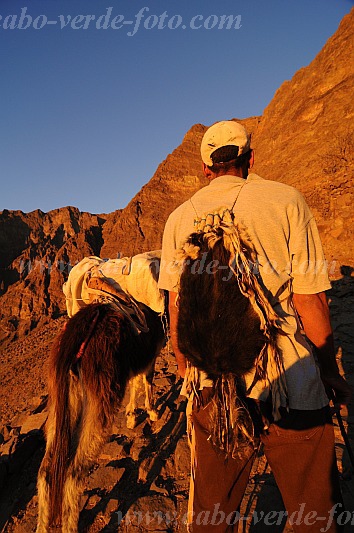 Santo Anto : Caetano Bordeira de Norte : hiking trail donkey : Technology TransportCabo Verde Foto Gallery