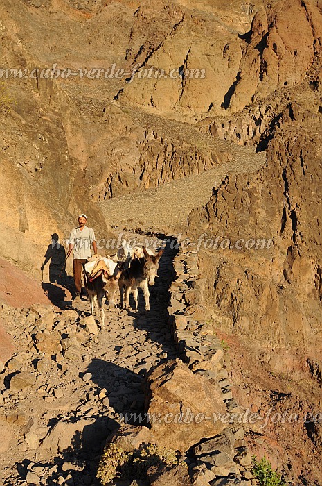 Santo Anto : Caetano Bordeira de Norte : hiking trail donkey : Landscape MountainCabo Verde Foto Gallery